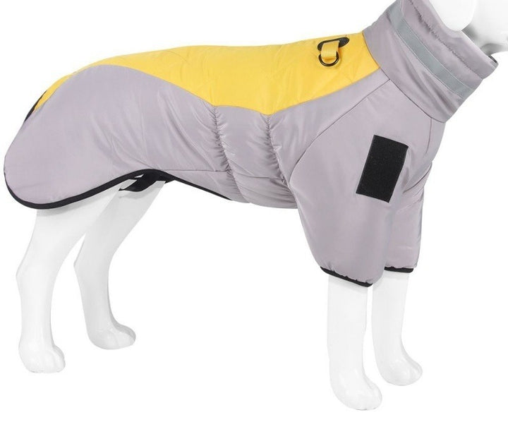Large dog in padded winter coat